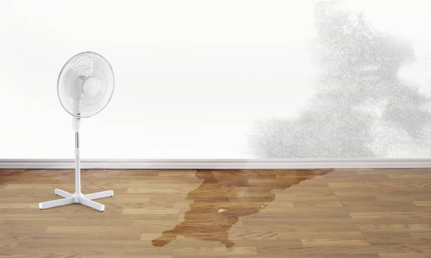 Best Professional water damage repair  in Middlesex, NC